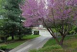 Spring2009Tree.jpg Spring 2 image by kculp_dnb