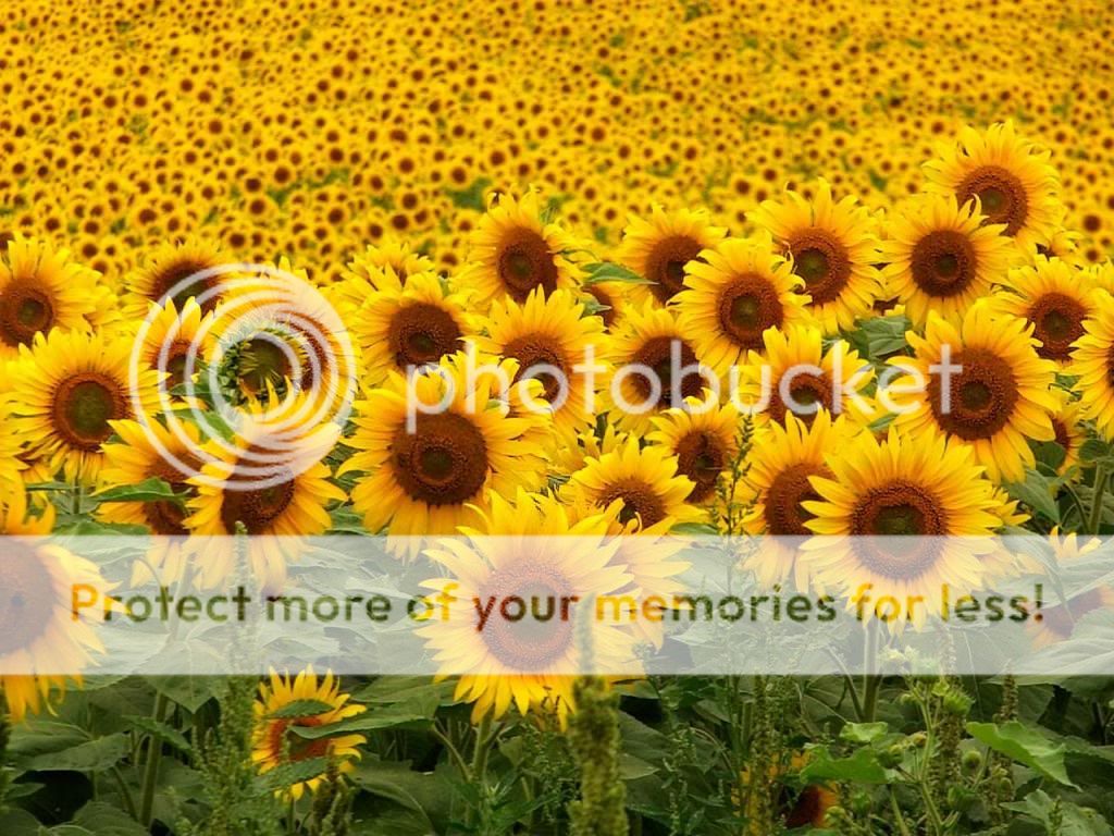 girasoles
