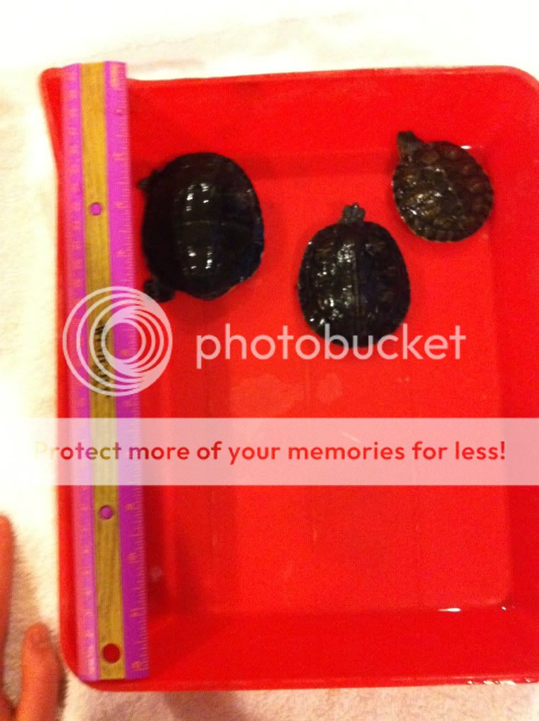 RES & Eastern Painted Turtles of different sizes in same tank. Pics
