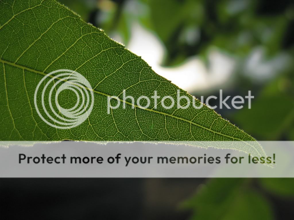 IMAGE: http://i661.photobucket.com/albums/uu337/redfishblufish/Pix/leaf.jpg