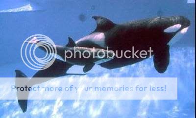 whale-seaworld-orcaandcalf2.jpg