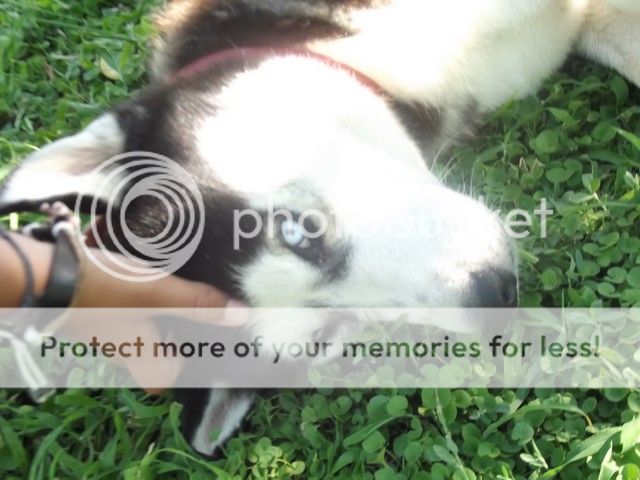Photobucket