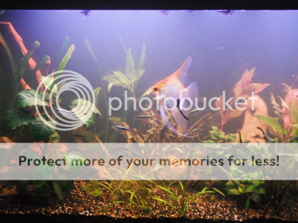http://i661.photobucket.com/albums/uu339/yowsaman/DSCF1610.jpg