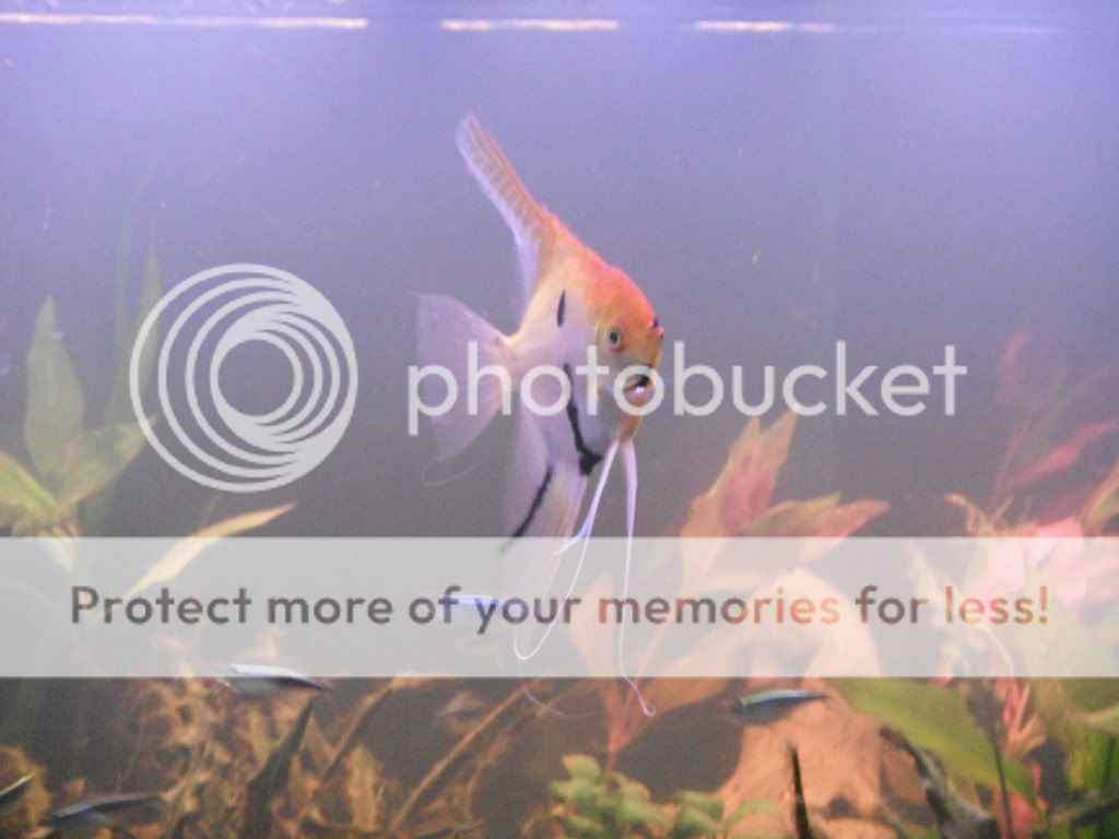 http://i661.photobucket.com/albums/uu339/yowsaman/DSCF1615.jpg