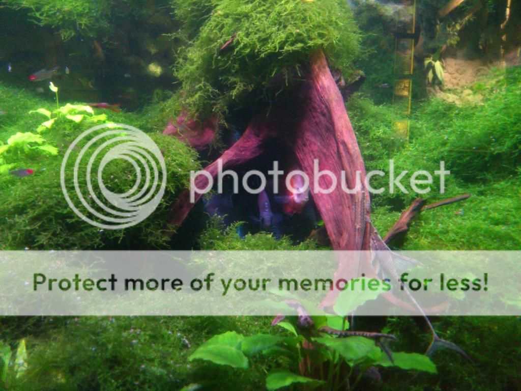 http://i661.photobucket.com/albums/uu339/yowsaman/DSC_1000.jpg