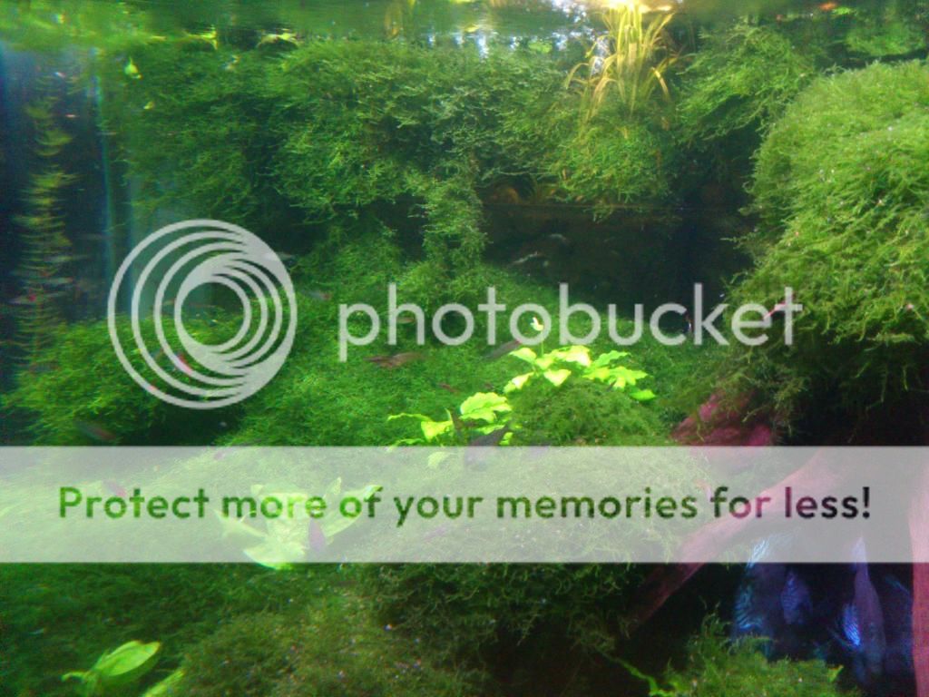 http://i661.photobucket.com/albums/uu339/yowsaman/DSC_1003.jpg