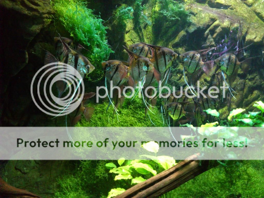 http://i661.photobucket.com/albums/uu339/yowsaman/DSC_1005.jpg