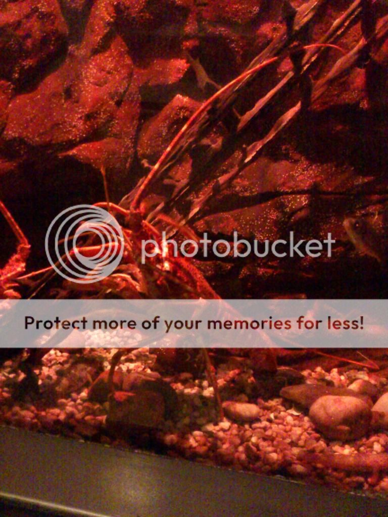 http://i661.photobucket.com/albums/uu339/yowsaman/DSC_1006.jpg