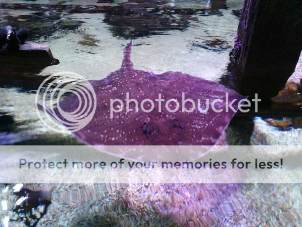http://i661.photobucket.com/albums/uu339/yowsaman/DSC_1015.jpg