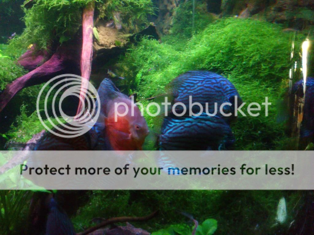 http://i661.photobucket.com/albums/uu339/yowsaman/DSC_1016.jpg